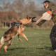Набір шевронів 4 шт з липучкою In Training для службових собак, кінологів, кінологічна служба, нашивка шеврон патч