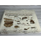 ANT Mame Cappiccina 40x60 12шт/уп.Туреччина. (67981)